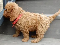 Cooper, a male Cavapoo for sale in Berlin, OH – 3 of 7