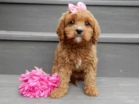 Buttons, a female Cavapoo for sale in Berlin, OH – 5 of 6
