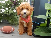 Bud, a male Cavapoo for sale in Berlin, OH – 3 of 6