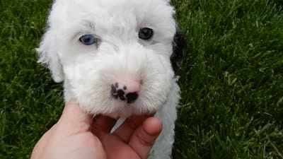 Roxy, a female Sheepadoodle for sale in Berlin, OH – 8 of 8