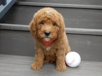 Louie, a male Miniature Goldendoodle for sale in Berlin, OH – 4 of 5