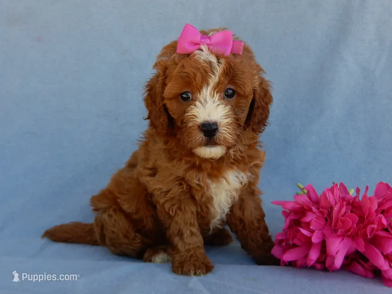 Jane – Miniature Goldendoodle puppy for sale in Berlin, OH