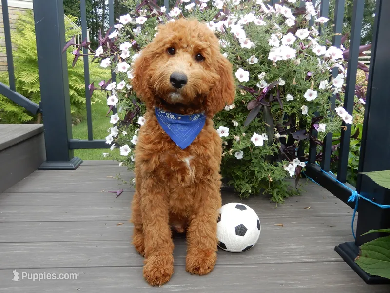 Chase – Miniature Goldendoodle puppy for sale in Berlin, OH