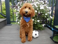 Chase, a male Miniature Goldendoodle for sale in Berlin, OH – 1 of 5