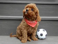 Cooper, a male Cavapoo for sale in Berlin, OH – 2 of 7