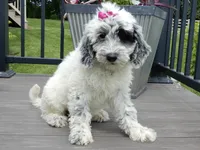 Brooke, a female Sheepadoodle for sale in Berlin, OH – 4 of 7