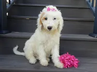 Daisy (medium), a female Miniature Goldendoodle for sale in Berlin, OH – 4 of 6