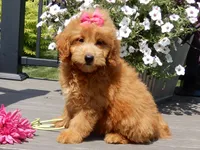 Abby, a female Miniature Goldendoodle for sale in Berlin, OH – 5 of 7
