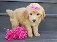 Penny (medium), a female Miniature Goldendoodle for sale in Berlin, OH – 4 of 7
