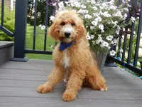 Douglas, a male Miniature Goldendoodle for sale in Berlin, OH – 1 of 6