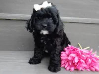 Millie, a female Cockapoo for sale in Berlin, OH – 4 of 7