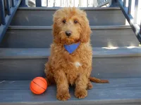 Evan, a male Miniature Goldendoodle for sale in Berlin, OH – Photo 4 of 5