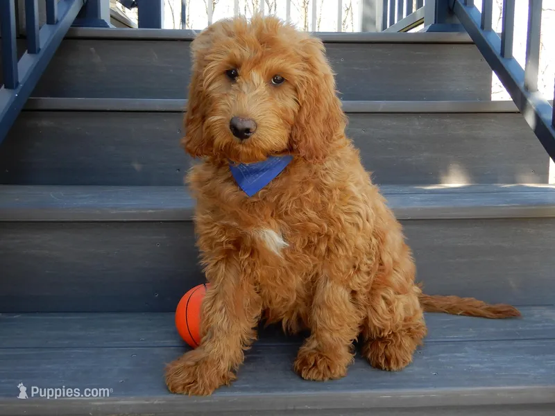 Evan – Miniature Goldendoodle puppy for sale in Berlin, OH