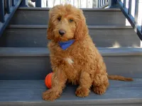 Evan, a male Miniature Goldendoodle for sale in Berlin, OH – Photo 1 of 5