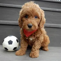 Evan, a male Miniature Goldendoodle for sale in Berlin, OH – Photo 5 of 5