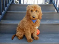Evan, a male Miniature Goldendoodle for sale in Berlin, OH – Photo 3 of 5