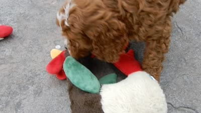 Scout, a male Cavapoo for sale in Berlin, OH – 7 of 7