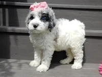 Willow, a female Sheepadoodle for sale in Berlin, OH – 3 of 9