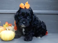 Ellie, a female Cockapoo for sale in Berlin, OH – 2 of 5