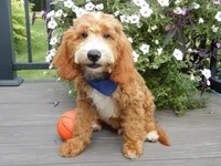 Charlie, a male Miniature Goldendoodle for sale in Berlin, OH – 6 of 7