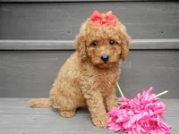 Sheila, a female Miniature Goldendoodle for sale in Berlin, OH – 3 of 6