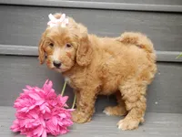 Ginger, a female Miniature Goldendoodle for sale in Berlin, OH – 2 of 7