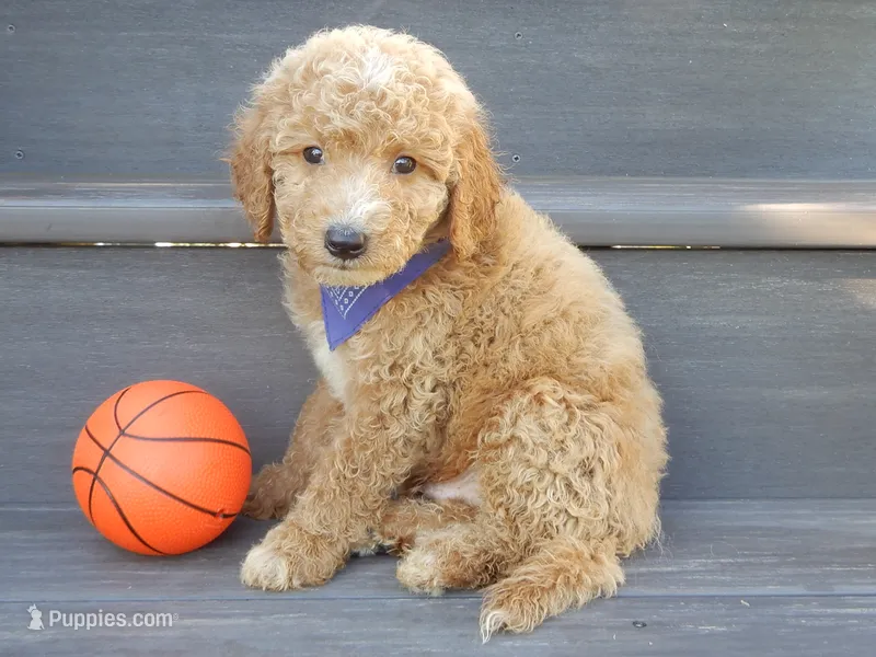 Mason (medium) – Miniature Goldendoodle puppy for sale in Berlin, OH