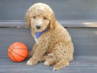 Mason (medium), a male Miniature Goldendoodle for sale in Berlin, OH – 1 of 5
