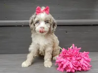 Jane, a female Cockapoo for sale in Berlin, OH – 5 of 8