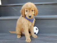 Rover (medium), a male Miniature Goldendoodle for sale in Berlin, OH – 3 of 5
