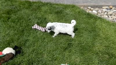 Brooke, a female Sheepadoodle for sale in Berlin, OH – 10 of 10