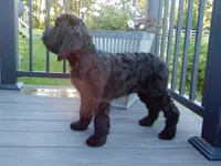 Jet, a male Cockapoo for sale in Berlin, OH – 2 of 10