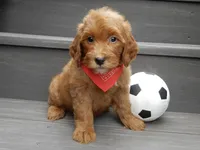 Bingo, a male Miniature Goldendoodle for sale in Berlin, OH – 2 of 6