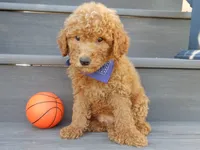 Theo (medium), a male Miniature Goldendoodle for sale in Berlin, OH – 4 of 5