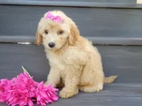 Penny (medium), a female Miniature Goldendoodle for sale in Berlin, OH – 5 of 7