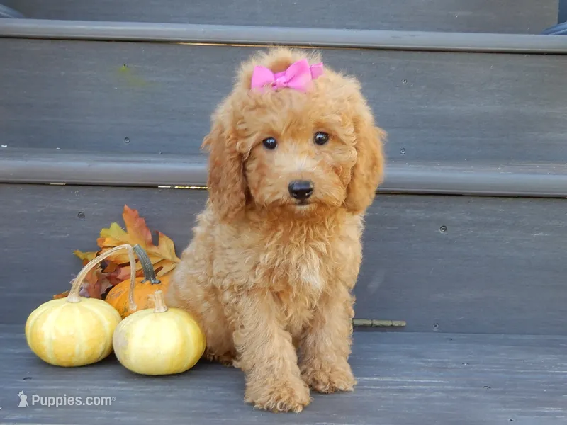 Sheila – Miniature Goldendoodle puppy for sale in Berlin, OH