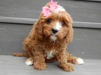 Honey, a female Cavapoo for sale in Berlin, OH – 1 of 5