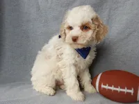 Mickey, a male Cockapoo for sale in Berlin, OH – Photo 3 of 8