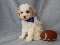 Mickey, a male Cockapoo for sale in Berlin, OH – Photo 8 of 8