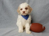 Mickey, a male Cockapoo for sale in Berlin, OH – Photo 4 of 8