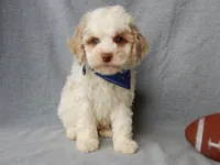 Mickey, a male Cockapoo for sale in Berlin, OH – Photo 7 of 8