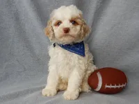 Mickey, a male Cockapoo for sale in Berlin, OH – Photo 2 of 8