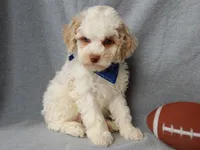 Mickey, a male Cockapoo for sale in Berlin, OH – Photo 6 of 8