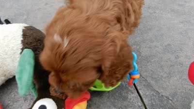 Ginger, a female Cavapoo for sale in Berlin, OH – 6 of 7