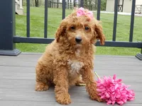 Penny, a female Cavapoo for sale in Berlin, OH – 2 of 6