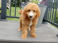Douglas, a male Miniature Goldendoodle for sale in Berlin, OH – 1 of 6