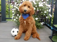 Chase, a male Miniature Goldendoodle for sale in Berlin, OH – 3 of 5