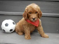 Bingo, a male Miniature Goldendoodle for sale in Berlin, OH – 5 of 6