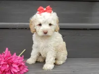 Trixie, a female Cockapoo for sale in Berlin, OH – 5 of 5