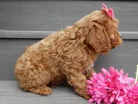 Buttons, a female Cavapoo for sale in Berlin, OH – 3 of 6